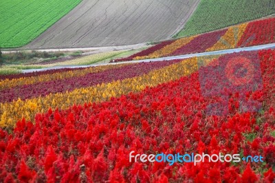Flower Garden In Hokkaido, Japan Stock Photo