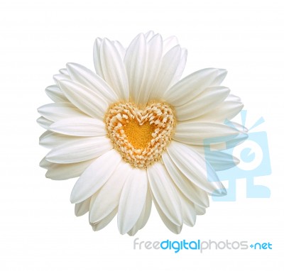 Flower Heart Stock Photo