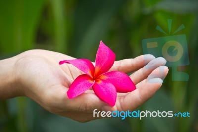Flower In Hand Stock Photo
