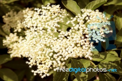 Flower Of Sureau Stock Photo
