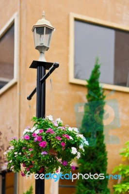 Flower Pots Hanging On The Light Pole Stock Photo - Royalty Free Image