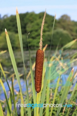 Flower Reed Stock Photo