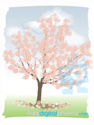 Flowering Cherry Stock Image