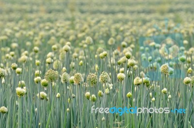 Flowering Onion Field Stock Photo