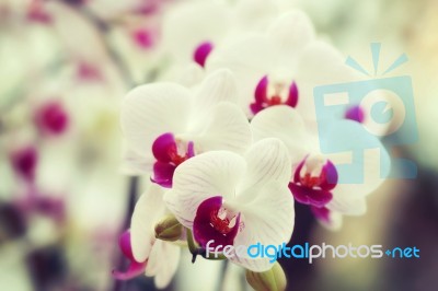Flowers Stock Photo