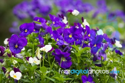 Flowers In The Small Garden, Blur Background Stock Photo