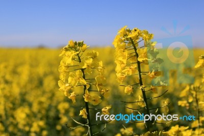 Flowers Of Colza Stock Photo