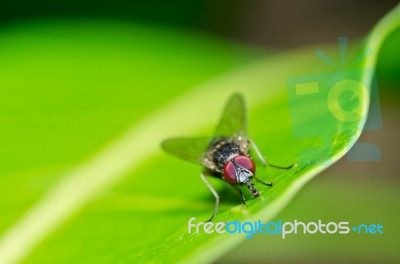 Fly In Green Nature Stock Photo