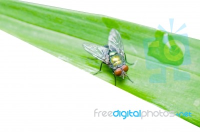 Fly On Leaf Isolated Stock Photo
