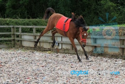 Foal Bronking Stock Photo