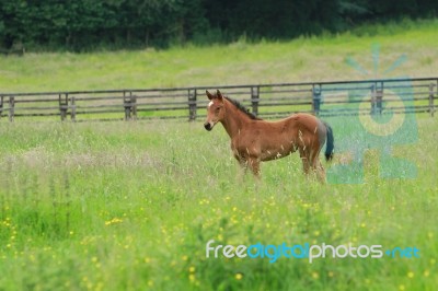 Foal In Long Meadow Stock Photo
