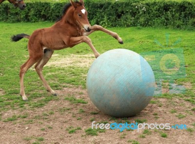 Foal Playing Football Stock Photo