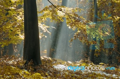 Forest Stock Photo