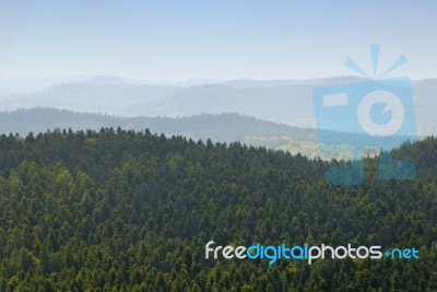 Forest Stock Photo Forest Stock Photo