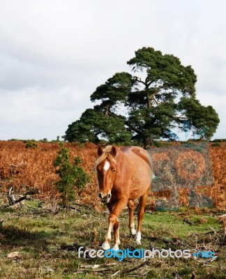 Forest Pony Stock Photo