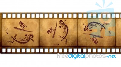 Fossils In Old Film Stock Photo