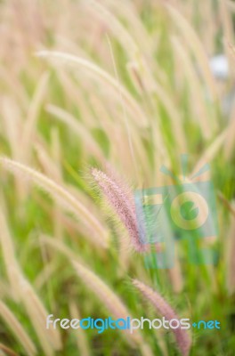 Foxtail Weed In The Nature Stock Photo