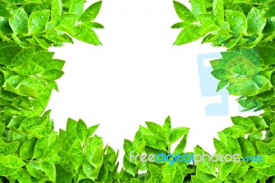 Frame From Green Leafs Isolated Stock Photo