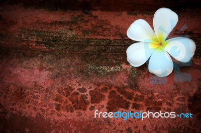 Frangipani Flower On Red Grunge Background Stock Photo