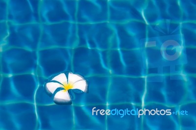 Frangipani On Pool Stock Photo