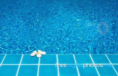 Frangipani On Pool Stock Photo