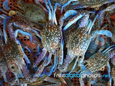 Fresh Blue Crab Stock Photo