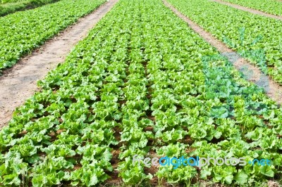 Fresh Chinese Cabbage Stock Photo