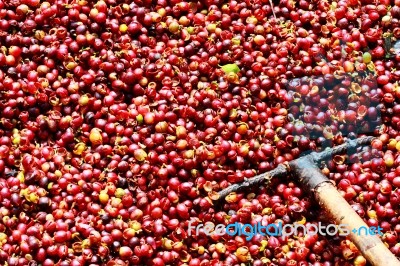 Fresh Coffee Beans Being Processed Stock Photo