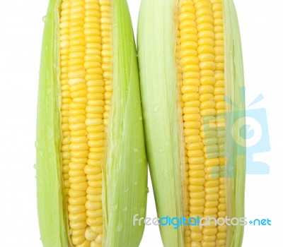 Fresh Corn Stock Photo