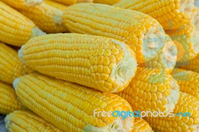 Fresh Corn Stock Photo