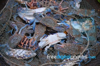 Fresh Crab Stock Photo Stock Photo