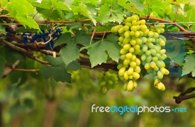 Fresh Grapes Stock Photo