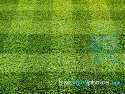  Fresh Green Grass Stock Photo