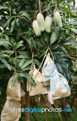 Fresh Mango On Tree Stock Photo