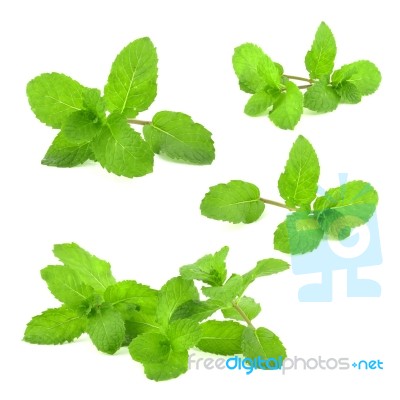 Fresh Mint Leaf Stock Photo