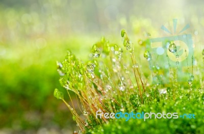 Fresh Moss And Water Drops In Green Nature Stock Photo