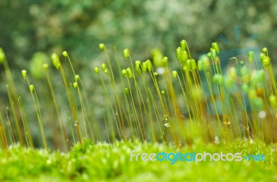 Fresh Moss In Green Nature Stock Photo