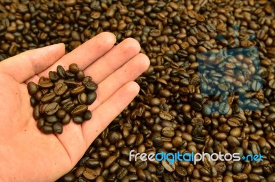 Fresh Roasted Coffee Grain In Hand Stock Photo