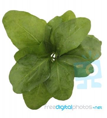 Fresh Spinach Leaves Rosette Isolated On White Background Stock Photo