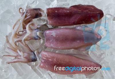 Fresh Squid On Ice Stock Photo