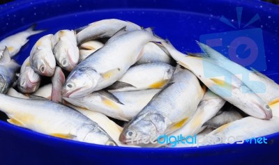 Fresh White Indian Salmon Fish Stock Photo