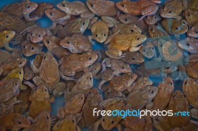 Frog Stock Photo Frog Stock Photo