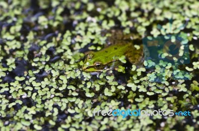 Frog Stock Photo