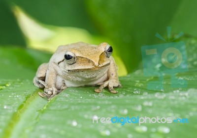 Frog In The Wild Stock Photo
