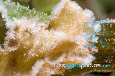 Frost On Leaves,close Up Stock Photo