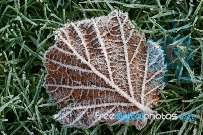 Frosty Leaf Stock Photo