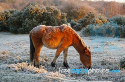 Frosty Pony Stock Photo