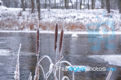 Frozen Cane In A Cold Winter Stock Photo