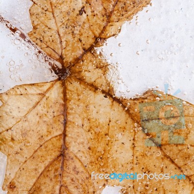 Frozen Leaf Stock Photo