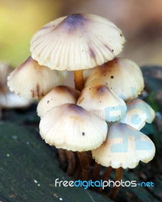 Fungus Stock Photo